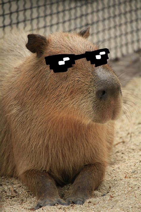 pet capybara funny capybaras animal aesthetic animal poster animal art ...