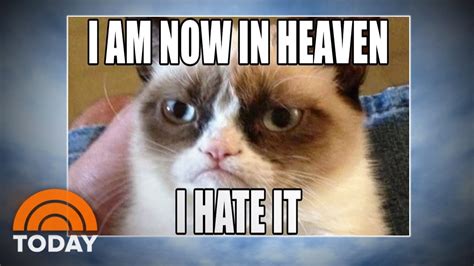 24 Most Funniest Grumpy Cat Meme Pictures & Jokes | Kent Info