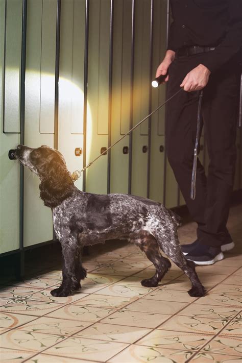 Detection Dogs - Total Effex - Security Services Doncaster and Bawtry