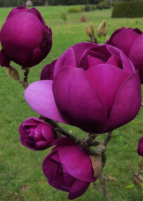 Magnolia 'Black Tulip' - Tuia.ro