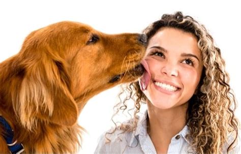 dog    licks  pet carrier verdict