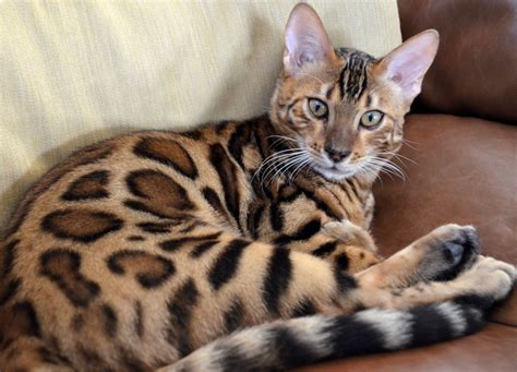 Bengal