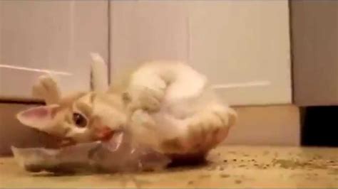 Кот Наркоман - YouTube