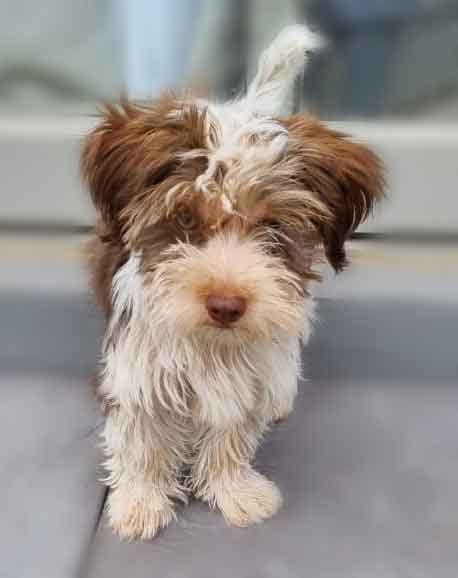 #944 ALREADY ADOPTED - Kwa-Zulu Natal Umdloti - Cooper 15 week puppy ...