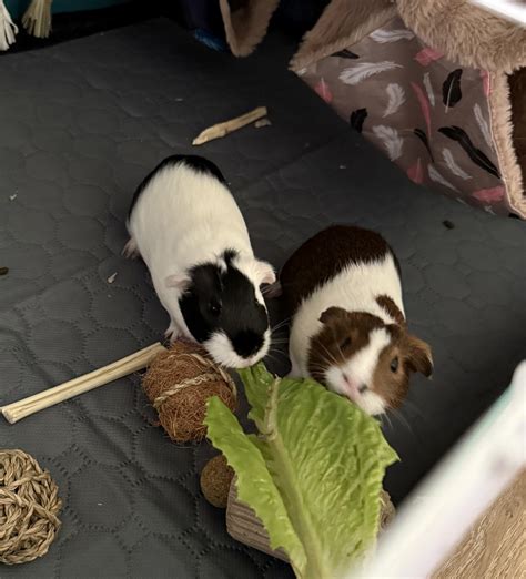 Two females, three months old, bonded - Guinea Pig Finder