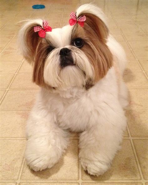 30 yorkshire terriers mixed with shih tzu – Artofit