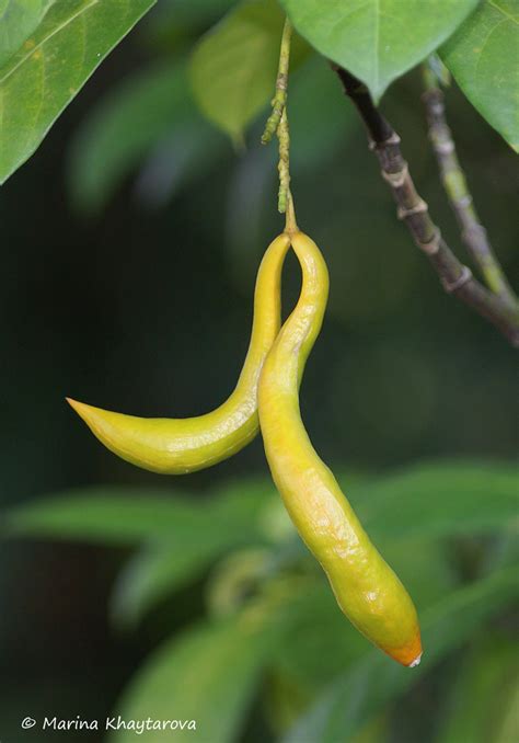 Trees of Tropical Asia - Tabernaemontana aurantiaca