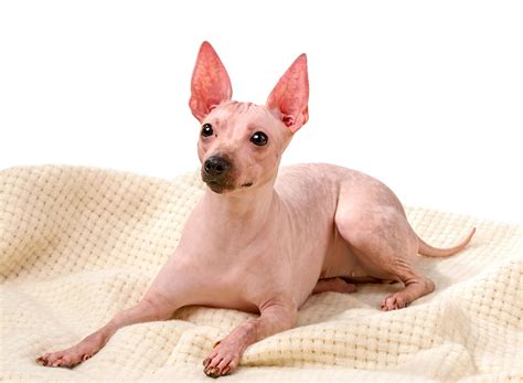 Hairless Dog Breeds | The Smart Dog Guide