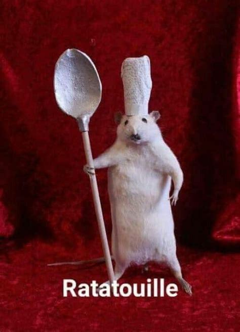 Pin di anulcia su rats | Immagini divertenti di animali, Foto di ...