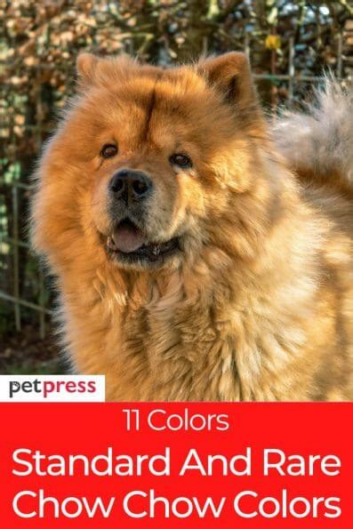 What Are The Chow Chow Colors? Color Varieties of Chow Chows