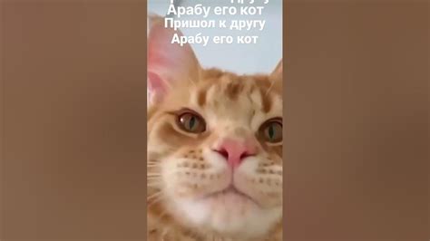 #мем #рофл #100подписчиков АХВХАХА КОТ - YouTube