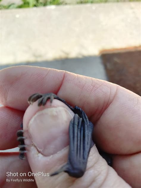 Big brown bats aren't so big,... - Firefly's Wildlife Rescue