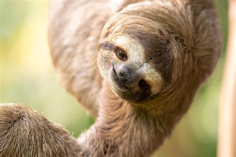 Premium Photo | Portrait of a sloth brownthroated sloth bradypus variegatus