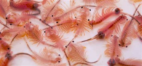 hatch brine shrimp tropical fish hobbyist magazine
