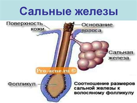 Заболевания сальных желёз. Себорея - презентация онлайн