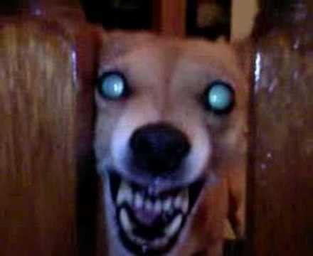 evil dog - YouTube