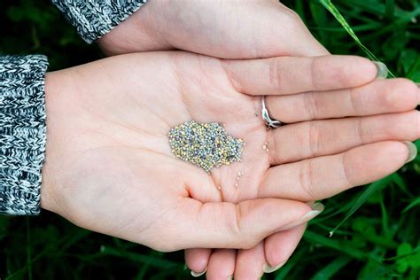 How to Plant a Clover Lawn