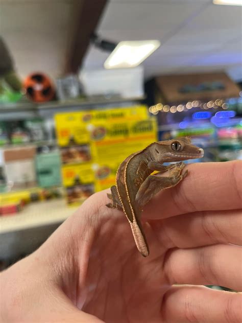 gallery of pets in austin 4