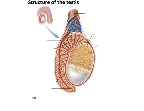 Structure of Testis Diagram | Quizlet
