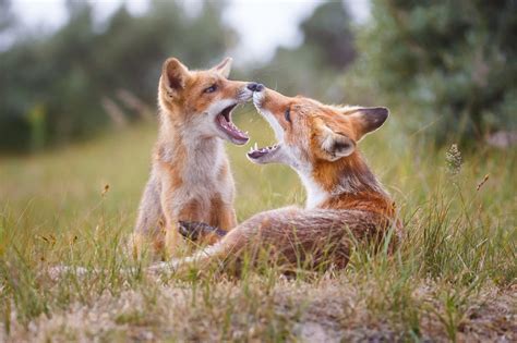 Why do some animals engage in same-sex sexual behavior? The better
