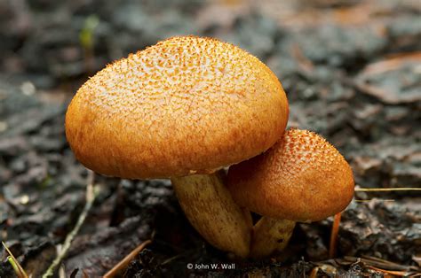 Гимнопил сосновый (Gymnopilus sapineus) фото и описание