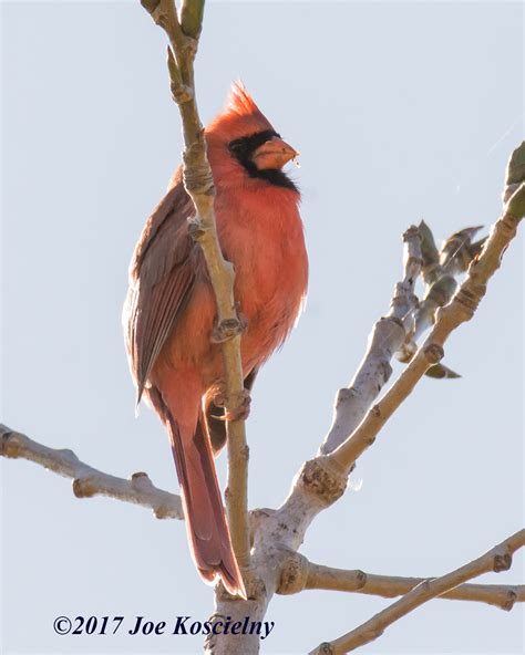 Harrier Meadow Walk Photos Part 2 of 3 | The Meadowlands Nature Blog