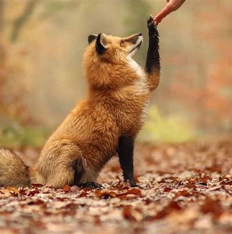 fox :: Лиса :: human :: :: человек :: живность :: fandoms :: фэндомы ...