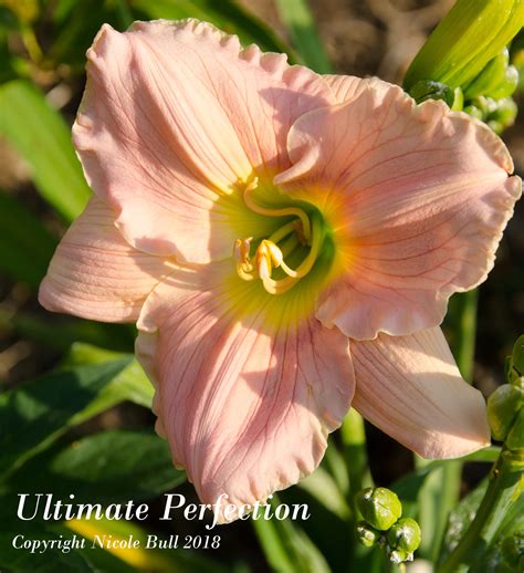 Daylily Ultimate Perfection - Bluebird Springs Farm