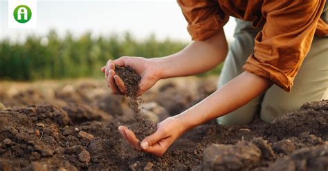egyszeru modszerrel teheto termekennye  szikes lugos talaj