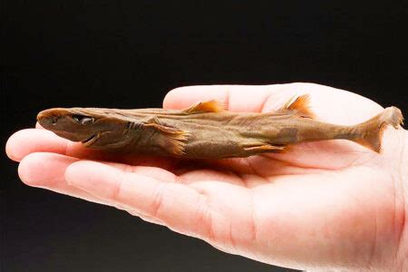 Dwarf lantern shark - Earth.com - Earth.com Image Gallery