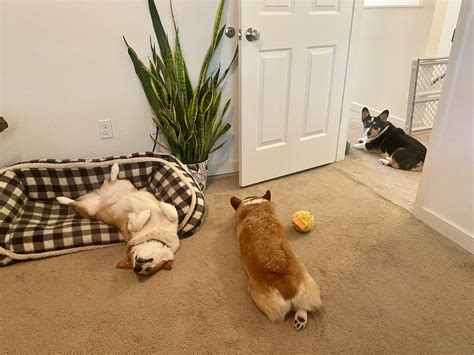 These three make me laugh every day. Such goobers : r/corgi