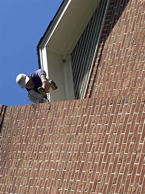 Should I worry about squirrels in my attic? - Metro Wildlife