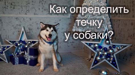 🐶 Как определить течку у собаки? - YouTube