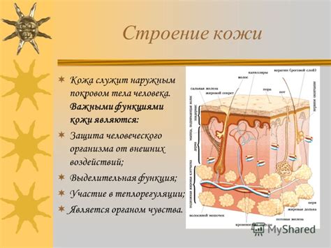 Презентация на тему: "Строение человека Природоведение 4 класс Vana ...
