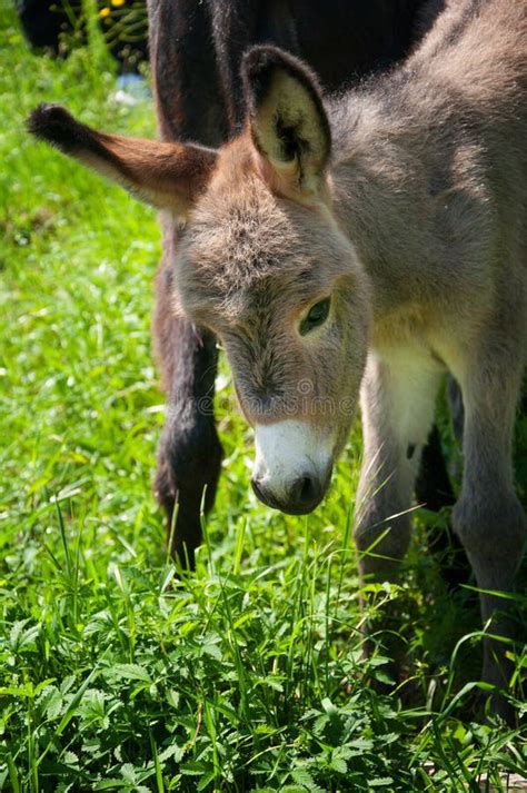 Babyesel in der Natur stockfoto. Bild von draussen, grau - 35672462