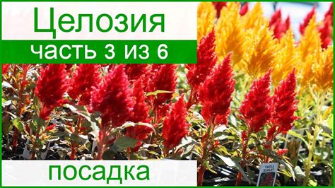 🏵️ Посадка целозии в саду: как и когда сажать целозию в грунт - YouTube