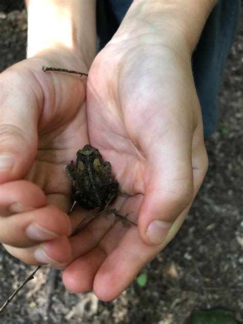 Week #6: Amphibians & Insects - Primitive Pursuits, Ithaca