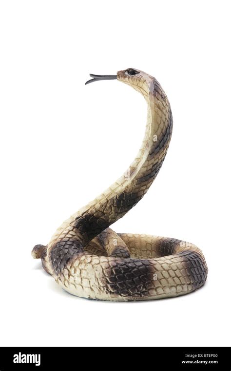 Cobra Snake Cut Out Stockfotos und -bilder Kaufen - Alamy