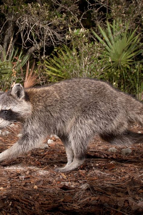 can cats get rabies 6