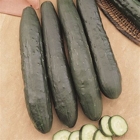 Burpless Cucumber 'Burpless Supreme' (Cucumis sativus) - MyGardenLife