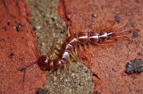 Guide to Common Campus Centipedes | Whiteknights biodiversity