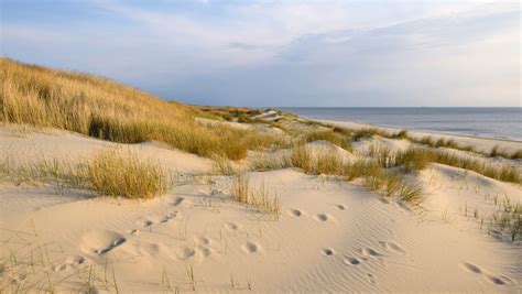 Herstel van dynamiek in duinen