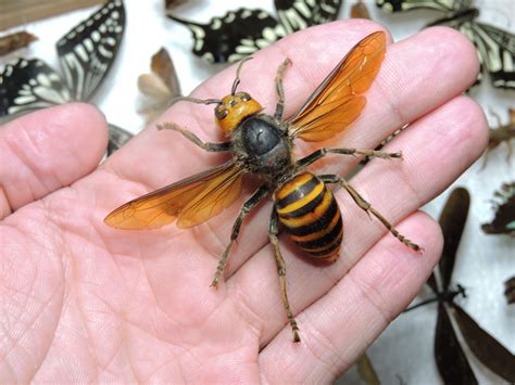 Congrats! We Beat the Murder Hornets! They're Officially Eradicated in