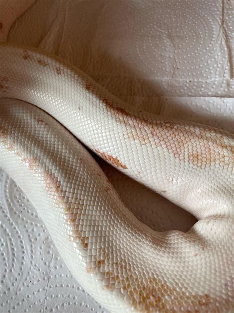 Worried about skin infections : r/snakes