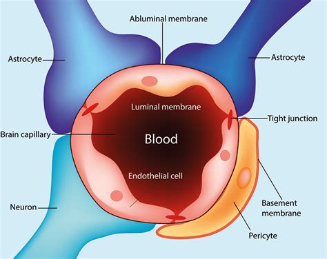 The blood–brain barrier and neurodegenerative disease - Clinical ...