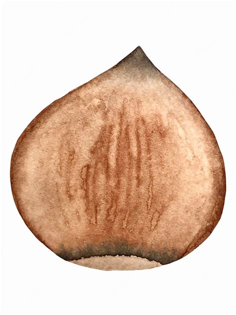 Premium Vector | Hazelnut watercolor vector botanical illustration