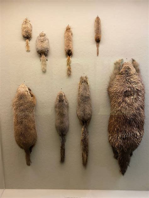 North American rodents by Tigerclaw82 on DeviantArt