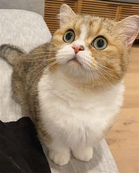 kedi #2085516 - uludağ sözlük galeri