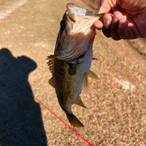 ᐅ Upchurch Lake fishing reports🎣• Fayetteville, NC (United States) fishing