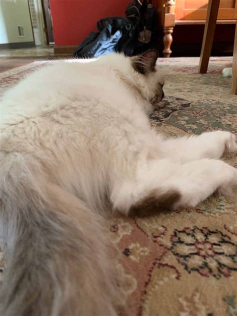 Ragdoll Cat Colors & Patterns - Floppycat